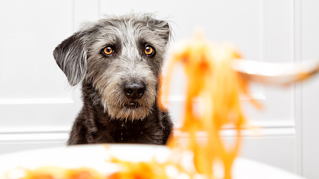 Can Dogs Eat Pasta or Noodles Purina